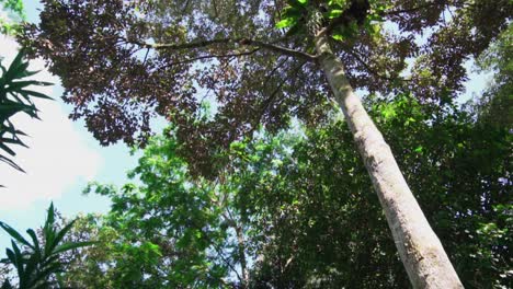 beautiful natural forest in brunei during the clear day, slow motion, looking up