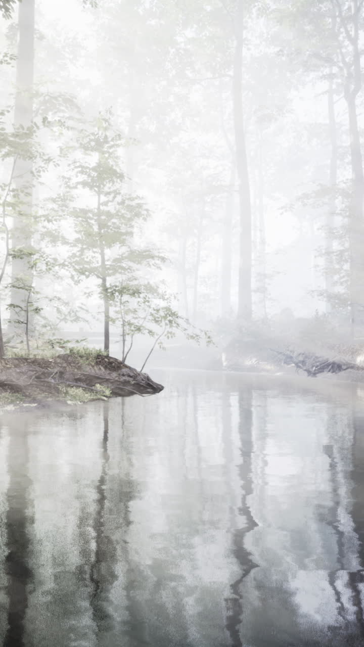 안개 숲의 반사