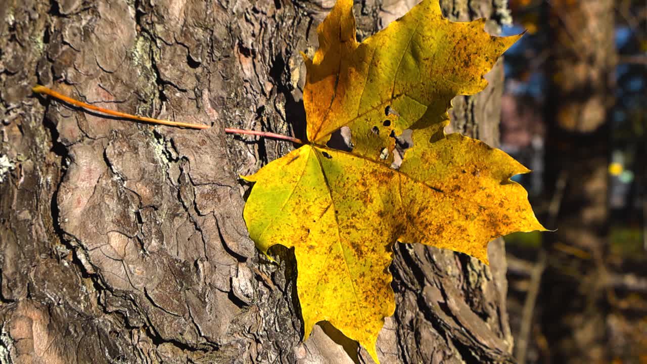 Golden yellow and orange spotted maple tree leaf with holes in it stuck on a large and old brown colored pine tree bark during autumn sunny day with shallow depth of field and bokeh blurry background