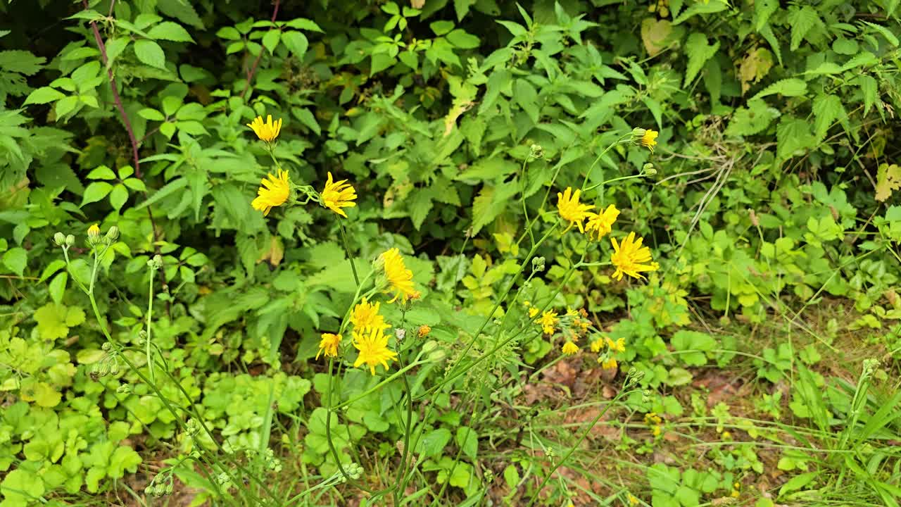 Wall hawkweed (Hieracium Murorum) blooming in a sunny green meadow