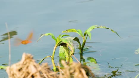 brachythemis contaminata dargonfly battles wind to lay eggs on leaf under water