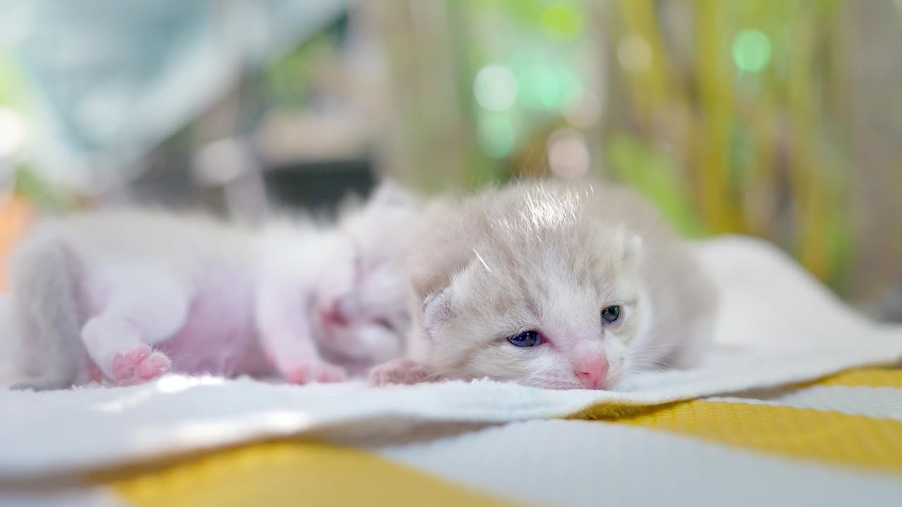 새로 태어난 새끼 고양이는 고 있습니다.