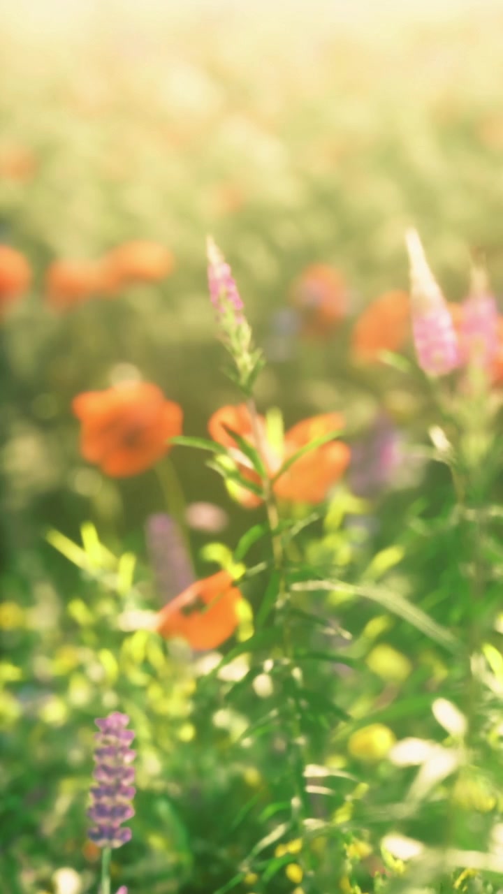 Beautiful blooming wildflowers at dawn with sunlight glowing softly