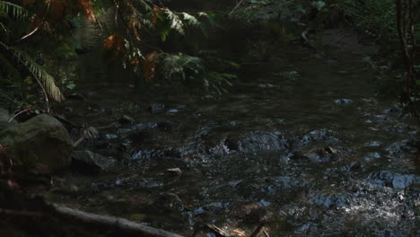 a closeup shot of a forest river running along the stone bed