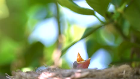 Schwarzer-Vogel-In-Einem-Nest,-Das-Jungvögel-Füttert