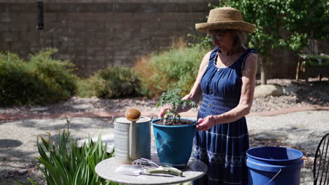 Una-Hermosa-Jardinera-Jubilada-Que-Trabaja-En-Su-Hobby-De-Jardinería-Plantando-Un-Tomate-A-Cámara-Lenta