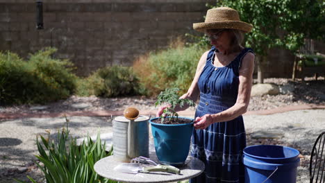 a beautiful old retired woman gardener working on her gardening hobby planting a tomato slow motion
