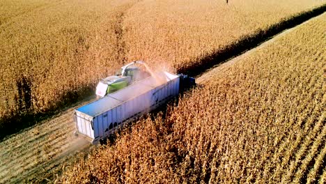 siga la antena de los vehículos agrícolas que recolectan maíz durante la temporada de cosecha