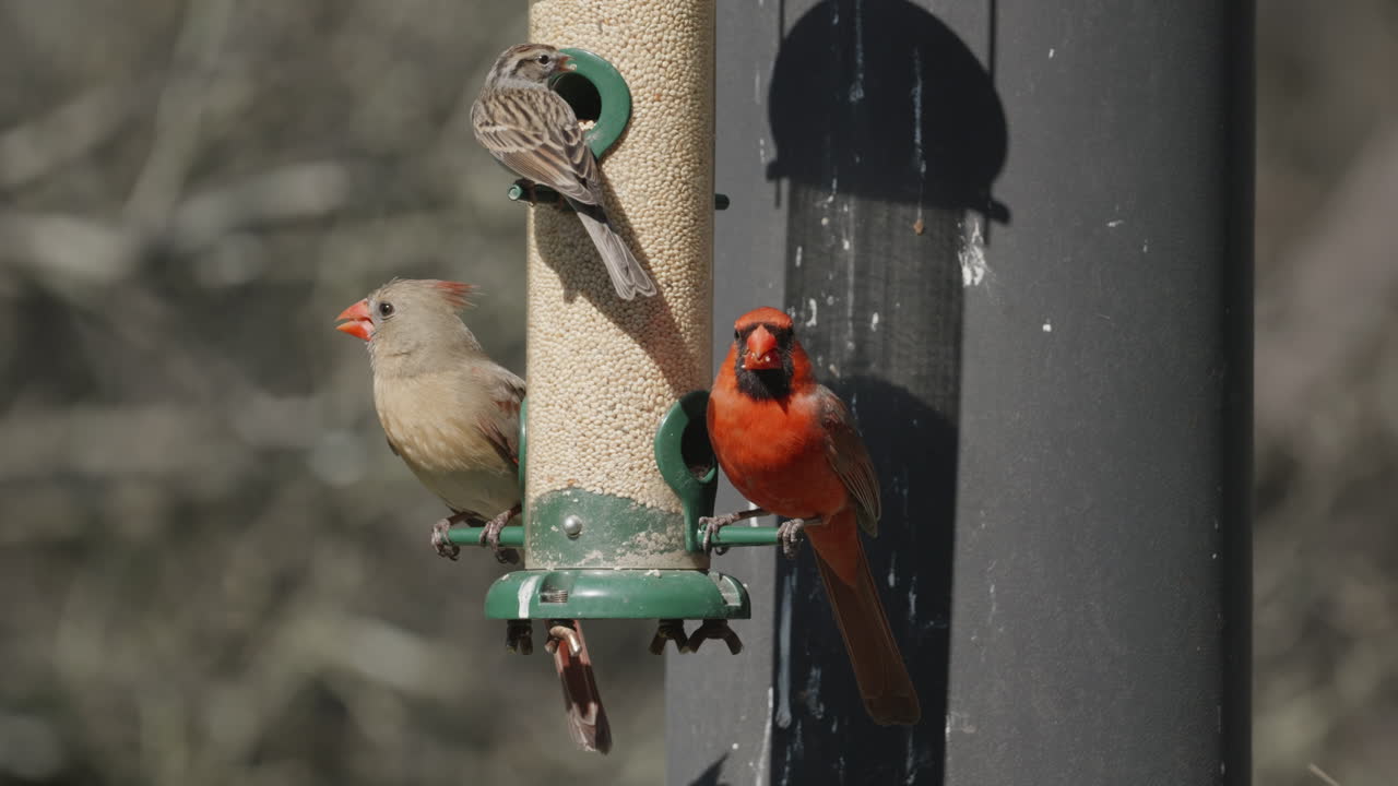 Male and Female Northern Cardinal perched on a bird feeder and eating seed with Sparrow - Cardinalis Cardinalis