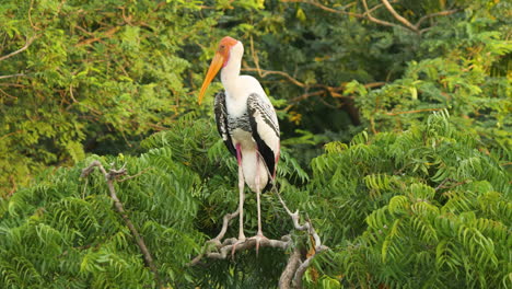 foto de una cigüeña pintada sentada en un árbol de neem durante la luz del amanecer temprano en la mañana cayendo sobre él en india