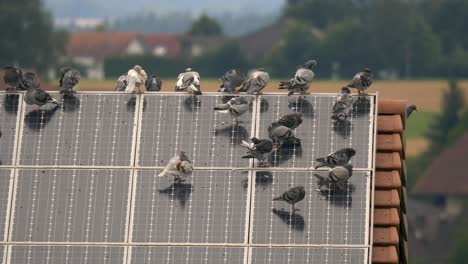 grupo de palomas sentadas en la azotea de una casa cubierta con células de paneles solares sostenibles, estáticas