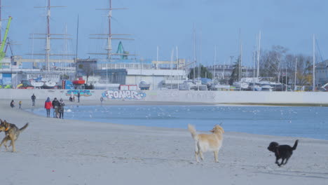 Perros-Juguetones-Corriendo-En-La-Playa-Cerca-Del-Puerto-Deportivo-En-Gdansk,-Polonia