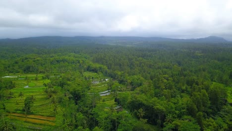 無人機拍攝的野生自然景觀, 雨林和種植園