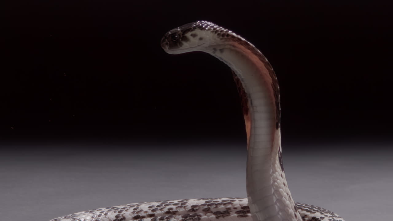 cobra escupida de pie amenazadoramente documental de la naturaleza