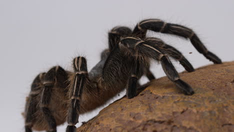 tarántula comedora de aves de salmón rosa enfoque entre las piernas y el cuerpo - aislado en fondo blanco