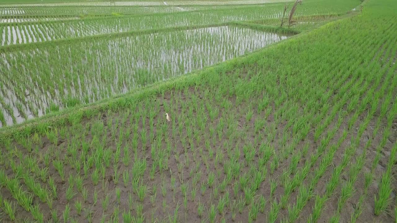 Un uccello Ardeidae sta in piedi al centro di una risaia