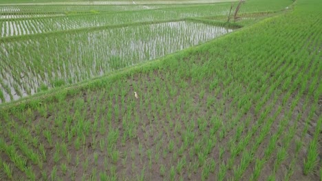 Un-Pájaro-Ardeidae-Se-Levanta-En-Medio-Del-Campo-De-Arroz