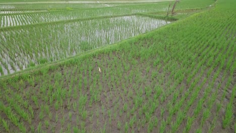 a bird ardeidae stand up on the middle of rice field