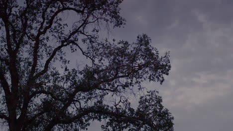 tree silhouetted against a twilight sky