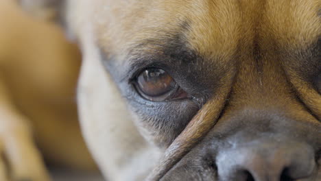 Sleeping-French-bulldog-suddenly-opens-eyes,-extreme-closeup-view