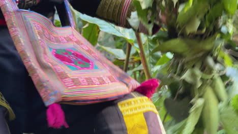 close up of a woman’s hands manually foraging herbal plants in ta phin, sa pa, vietnam. captured under soft daylight showcasing detailed traditional clothing and farming activity.