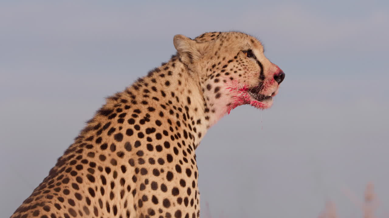 Close up shot of a monocular cheetah's face looking around