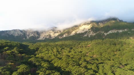 mountainous forest landscape