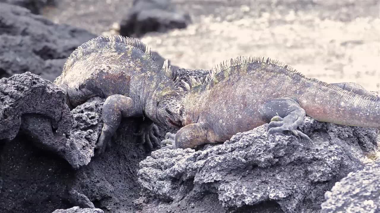 갈라파고스 에콰도르의 이슬라 페르난디나에 있는 푼타 에스피노사에서 싸우는 두 마리의 해양 이구아나