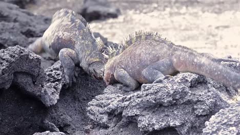 dos iguanas marinas macho peleando en punta espinosa en isla fernandina en galápagos ecuador