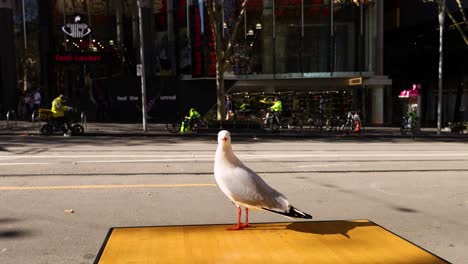 una gaviota de pie como un tranvía pasa por