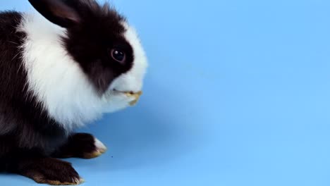 rabbit on blue screen background. spirit animal and clever pet for easter