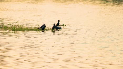 group of aquatic birds perched on water plants in a river, bengali