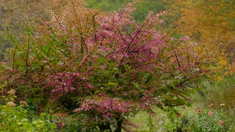 Hermosos-Colores-De-Otoño-Pintando-El-Follaje-De-árboles-Y-Arbustos-En-Un-Hermoso-Matorral