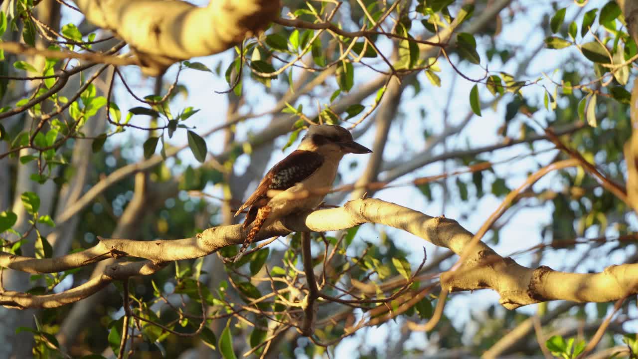 kookaburra de risa salvaje, martín pescador de árbol terrestre dacelo novaeguineae visto posado en la rama de un árbol en su hábitat natural en las horas doradas del atardecer, primer plano de movimiento manual