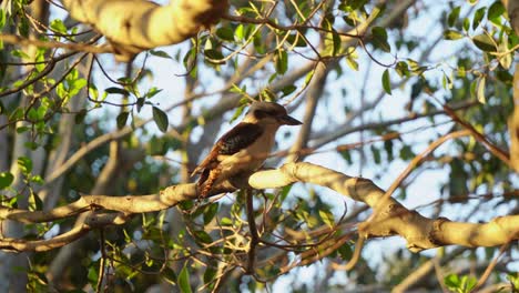 wild laughing kookaburra, dacelo novaeguineae terrestrial tree kingfisher spotted perching on tree branch in its natural habitat at sunset golden hours, handheld motion close up shot