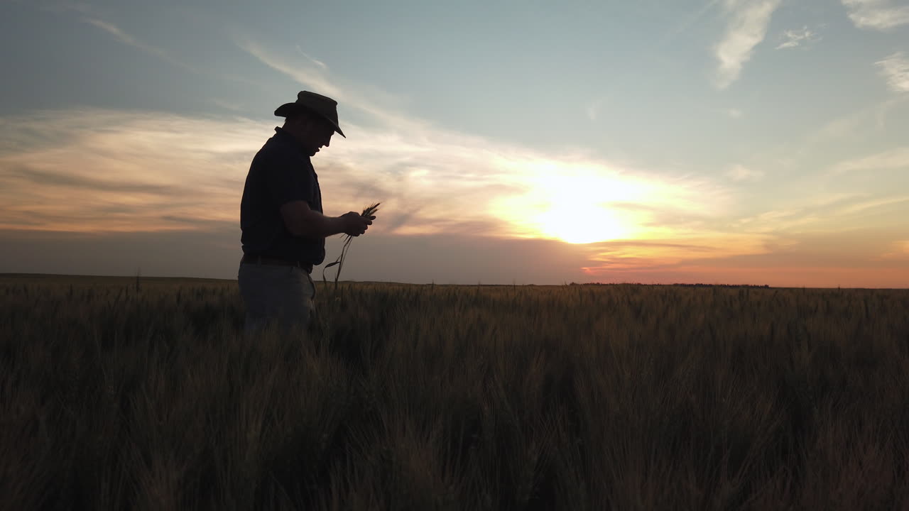 Silhouette farmer picking and examining grain crops on rural field during sunset