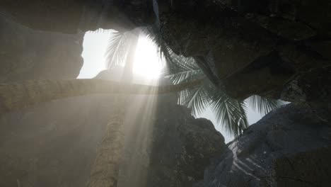 big palms in stone cave with rays of sunlight