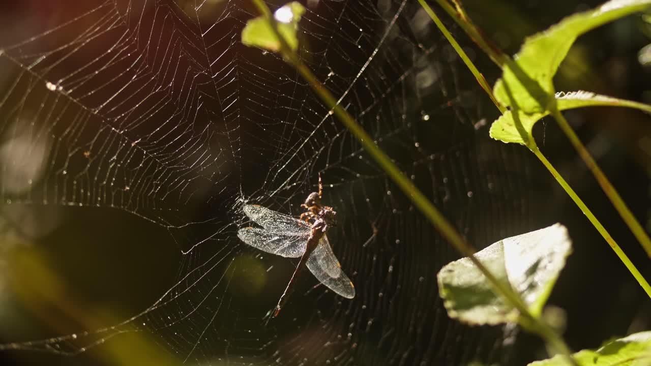 Dragonfly caught in spiderweb