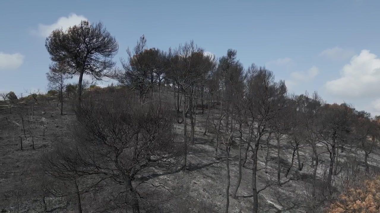 Charred landscape showing the devastating aftermath of a forest fire, with blackened trees and burned soil on a desolate hillside under a blue sky in Pobla de Claramunt, Catalonia