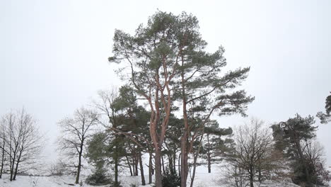 incline hacia arriba de un pequeño grupo de árboles en el parque natural cubierto de nieve