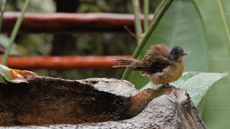 rare footage of weaver bird playing in water