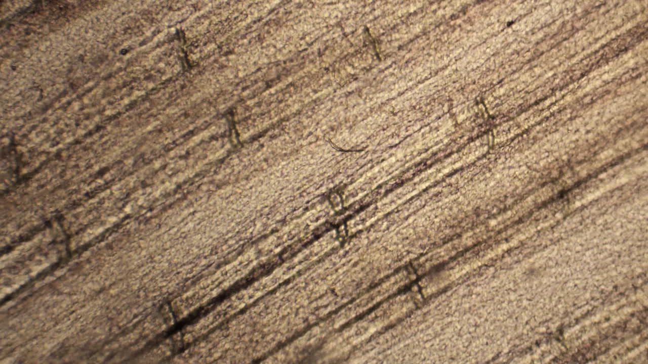 물고기 지느러미의 미세한 미세한 혈관