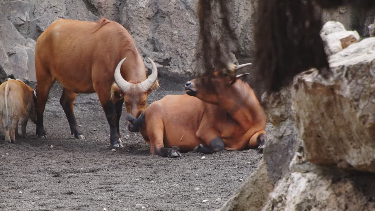 Valencia  - Ciudad y Zoologico buffalos and wildabeast 24fps 4k