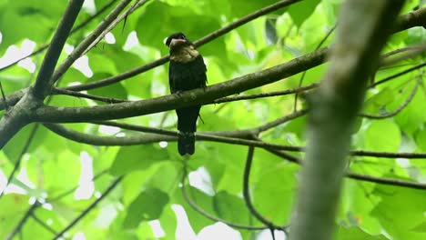 broadbill oscuro, corydon sumatranus, patrimonio mundial de la unesco, parque nacional kaeng krachan, tailandia
