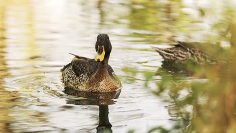 two yellow-billed duck swimming in pond peacefully