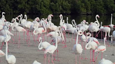 hd wildlife videos, caribbean pink flamingo at ras al khor wildlife sanctuary, a wetland reserve in dubai, united arab emirates, flamingos videos.