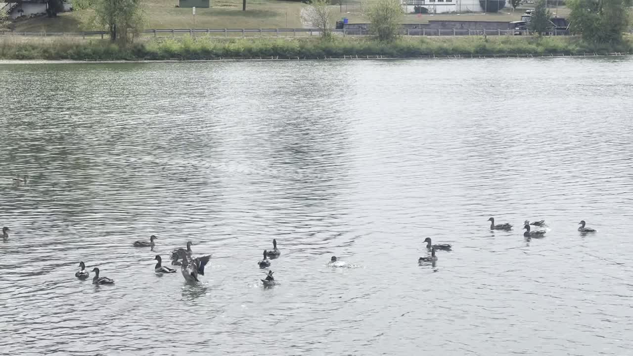 Ducks floating in the water in a group. At a lake front park
