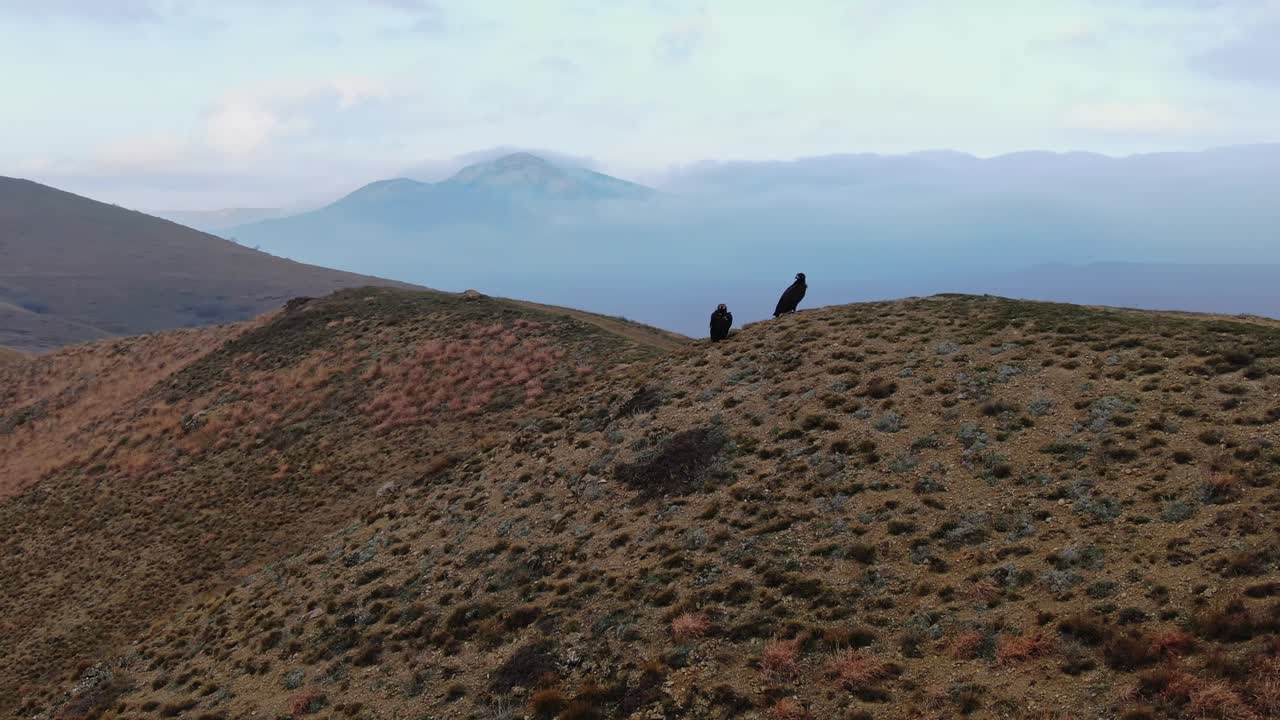vista aérea. topografía por avión no tripulado. un par de buitres negros descansando en la ladera después de volar. enormes aves de presa. crimea, koktebel