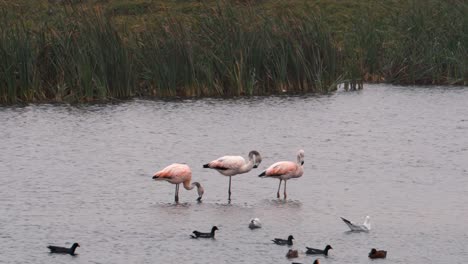 3 flamingos eating and grooming in lake with ducks swimming around