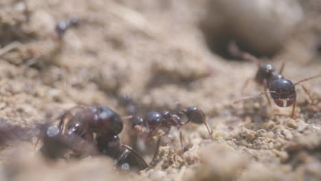 Close-up-footage-of-ants